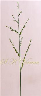  Inflorescence